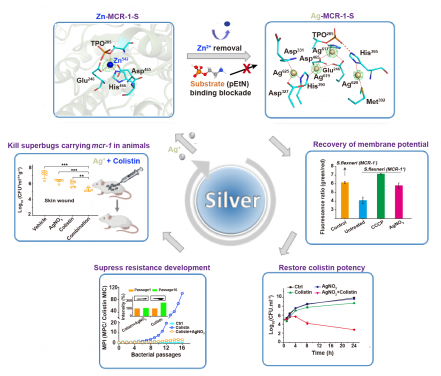 Image 1: Illustration of silver to re-sensitise colistin against pathogen carrying mcr gene in vitro and in vivo. Cartoon of active-site pocket of MCR-1-S enzyme with cofactor Zn2+ shown as the blue sphere (upper left) and the novel tetra-nuclear silver center in the active-site pocket of Ag-MCR-1-S (upper right). Ag+ shown as wheat spheres are bridged in a narrow pocket by either coordination bonds (red solid lines) or hydrogen bond (red dash line).The substitution of Zn2+ from MCR-1-S by Ag+ and inhibition of substrate (phosphorylethanolamine, pEtN) bound to MCR-1-S enzyme result in the loss of enzyme activity, which is reflected by the recovered membrane potential (middle right). Growth curves of MCR-1-J53, a pathogen carrying mcr-1 gene, treated with different drugs in vitro (lower right) and bacterial load in abscess area on day 7 in the skin of Balb/c mice infected with mcr-1 positive K. pneumoniae 9607 and received single dose of vehicle, mono-therapy of colistin, AgNO3, or their combination (i.e. AgNO3+colistin) (middle left). Resistance acquisition curves of MCR-1-J53 during 16 passages with the sub-inhibitory concentrations of colistin alone or combination of colistin and AgNO3 (lower left). The inset shows the normalized expression level of MCR-1 in MCR-1-J53 receiving different treatments.
 